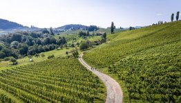 Wandelen door de wijnranken © Steiermark Tourismus Tom Lamm