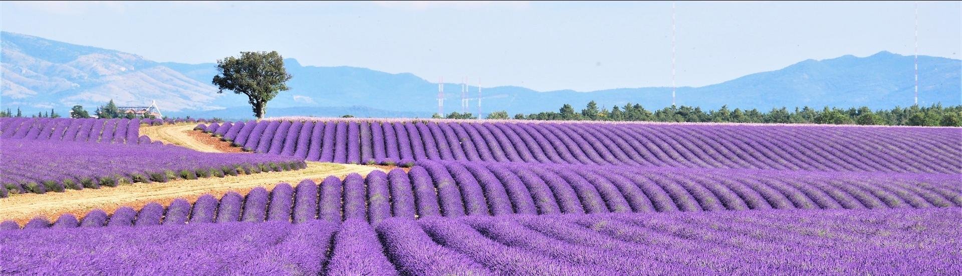 Banner Lavendel ©Le Pelley.S